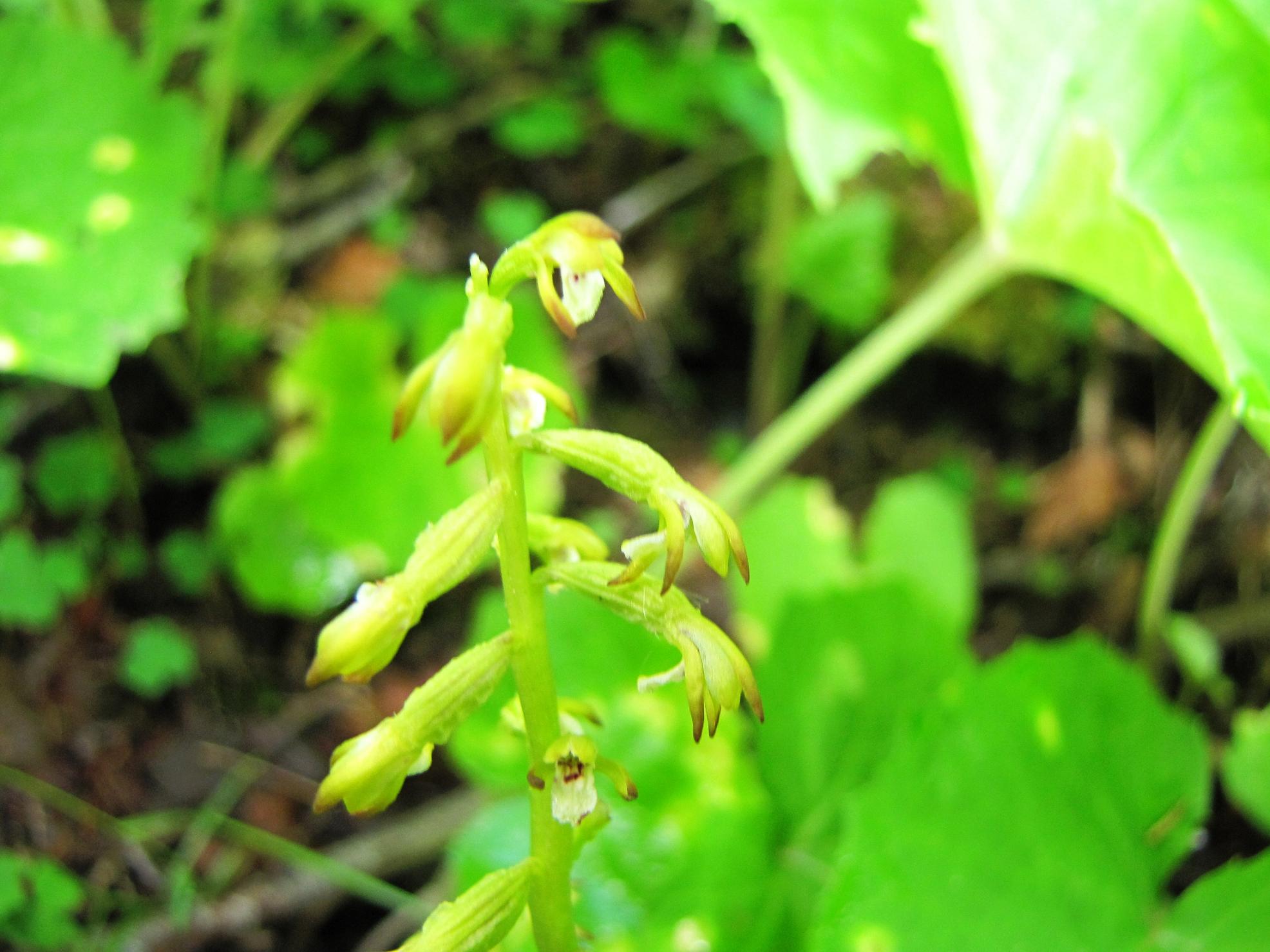 Corallorhiza trifida